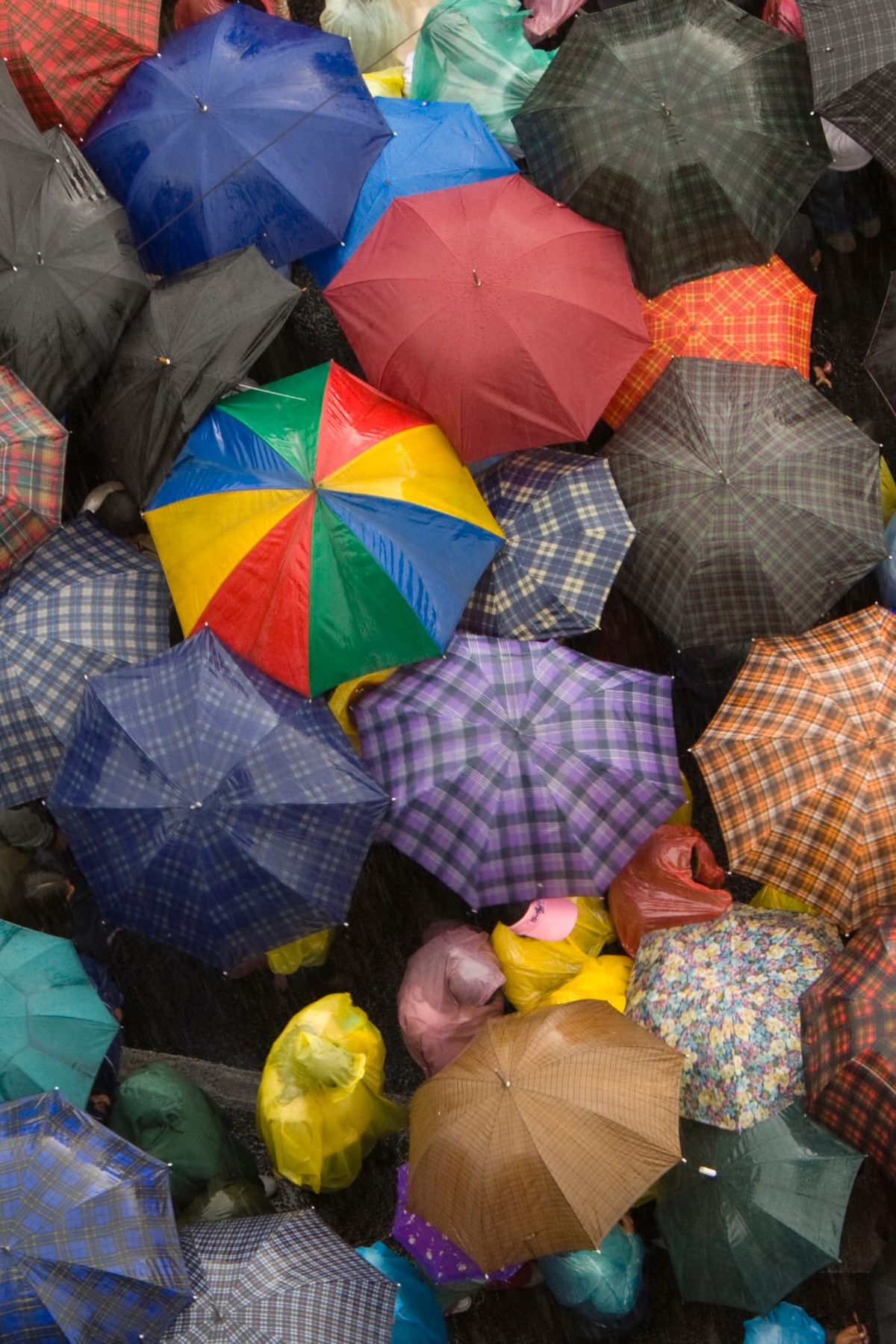 Keep Their Heads Springin'