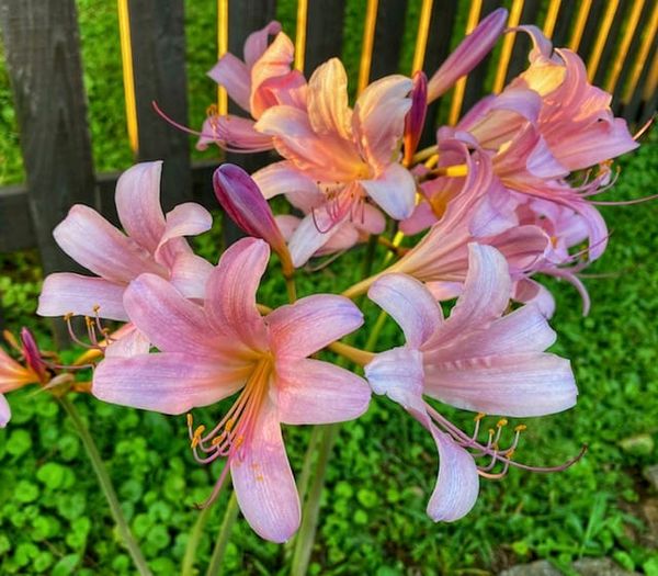 August: Action Cookbook