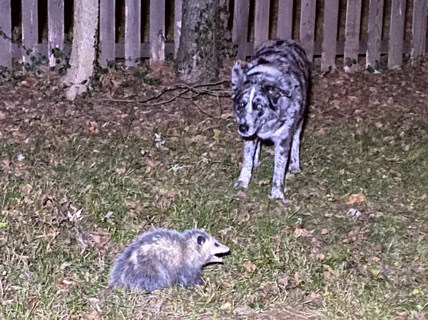 The Suburban Wildlife Approval Matrix