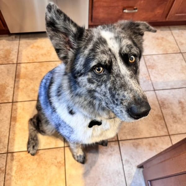 The Dog Watches Me Watch a Playoff Baseball Game