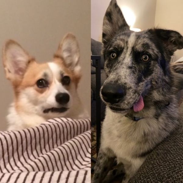 Who ate the food off of the counter?