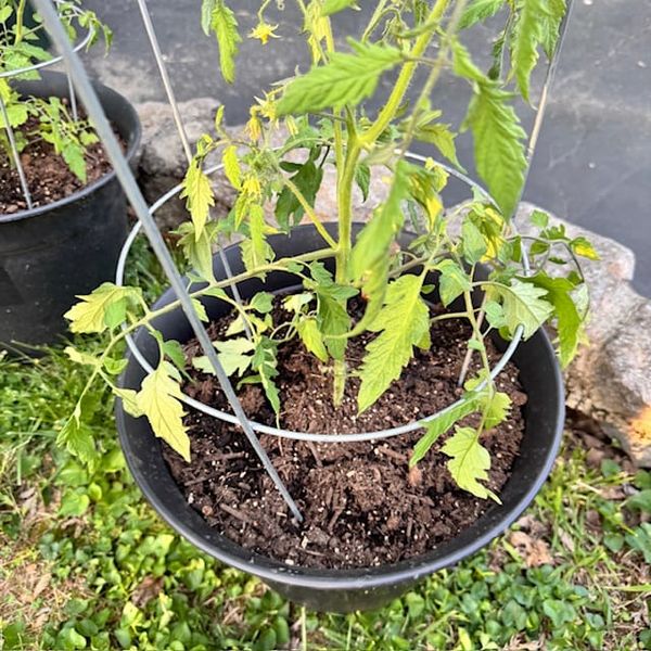 An Open Letter to My New Tomato Plant