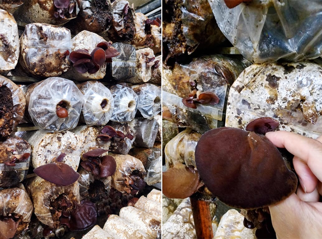 南投埔里豐年農場  採菇體驗