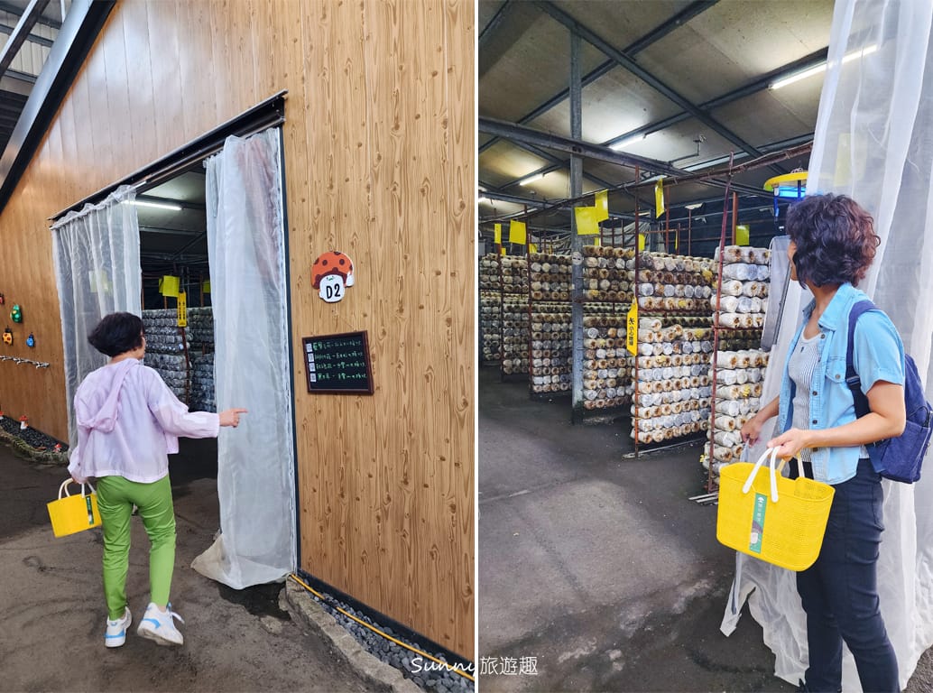 南投埔里豐年農場  採菇體驗