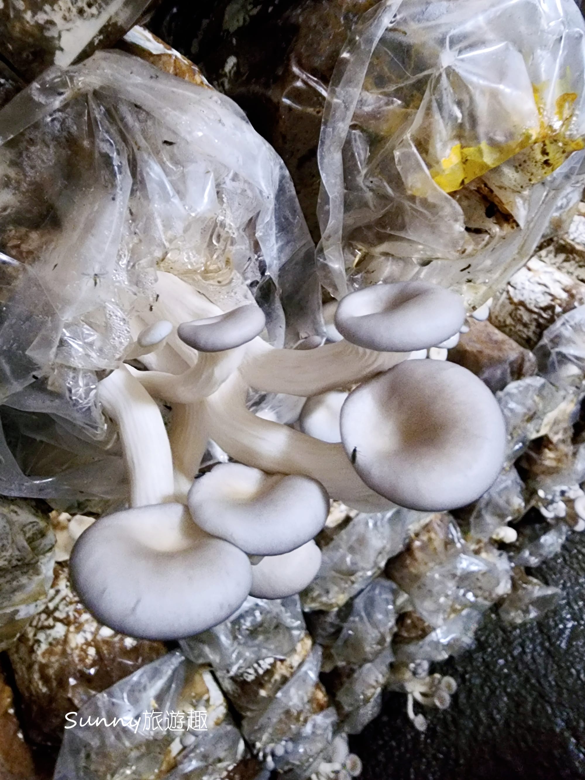 南投埔里豐年農場  採菇體驗