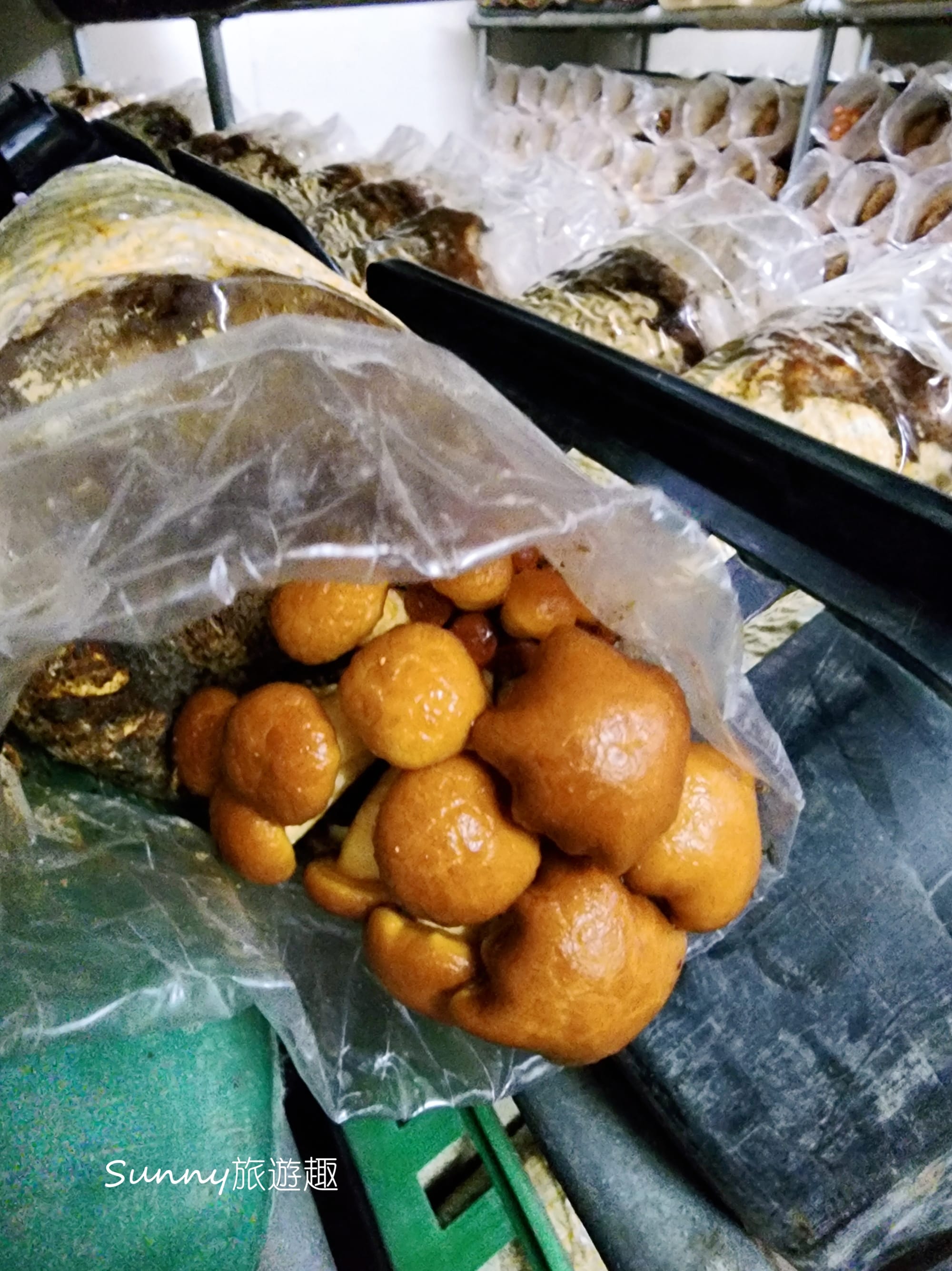 南投埔里豐年農場  採菇體驗