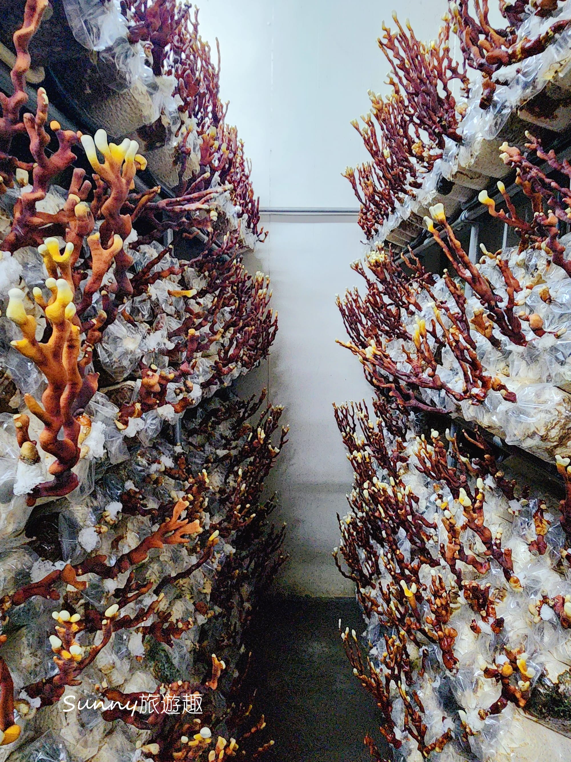 南投埔里豐年農場  採菇體驗 鹿角靈芝