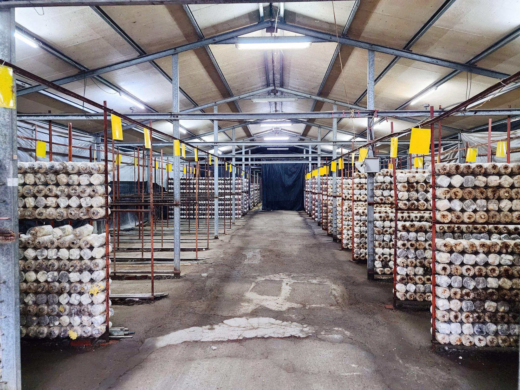 南投埔里豐年農場  採菇體驗