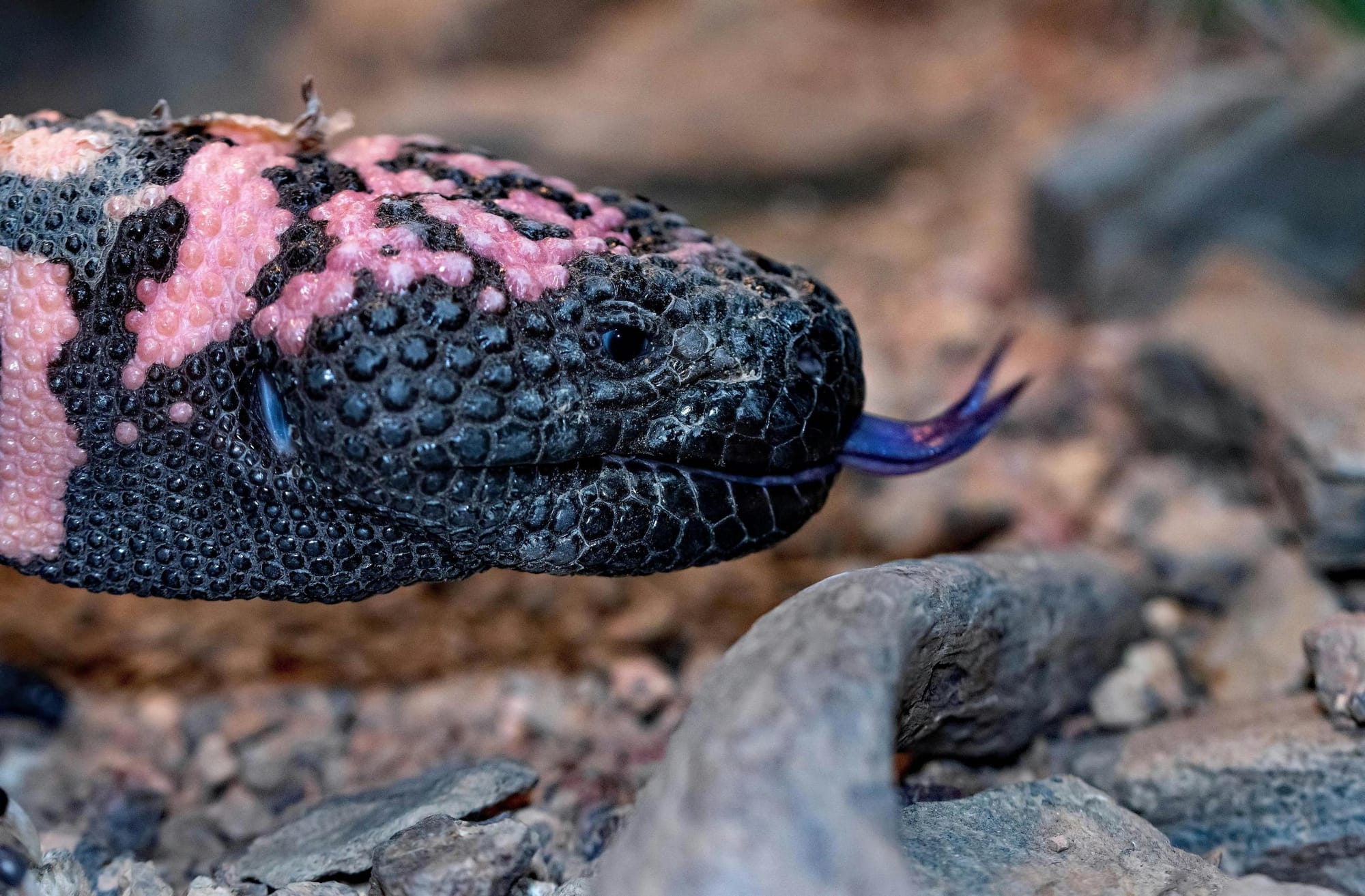 A Gila monster, the venomous lizard whose saliva led to the development of GLP-1 drugs