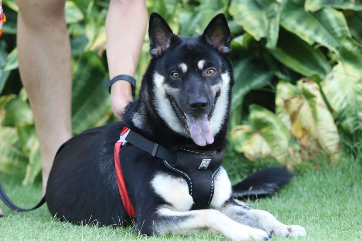 Project ADORE: Keep Non-Approved Dogs in HDB | Pawrenthood