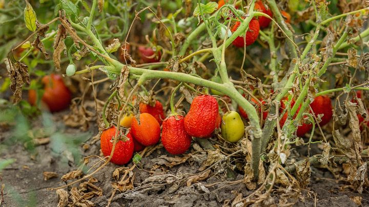 Deporting U.S. Agricultural Workers: A Quick Look at Downstream Harms