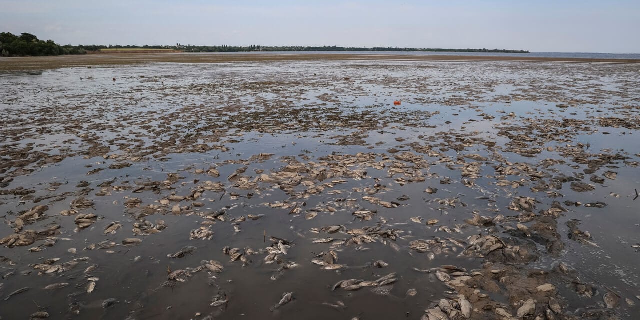 Каховская ГЭС разрушена. Мертвая рыба на дне Новокаховского водохранилища.
