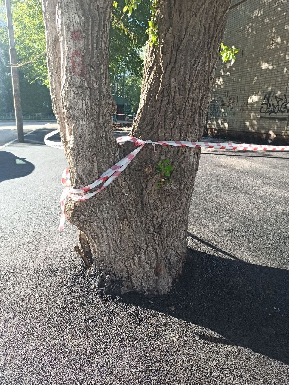 В Екатеринбурге деревья закатали в асфальт