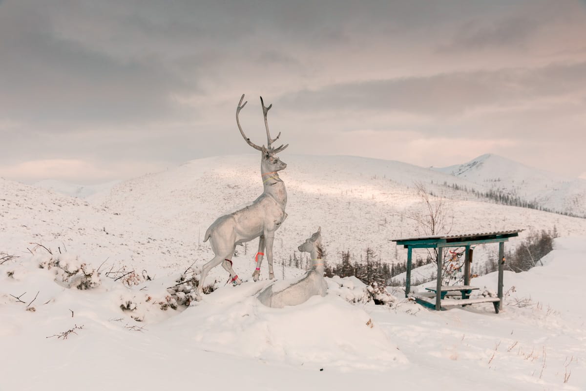 Олень — один из символов Якутии. Фотограф Алексей Васильев