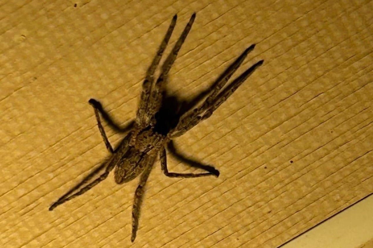 Паук
