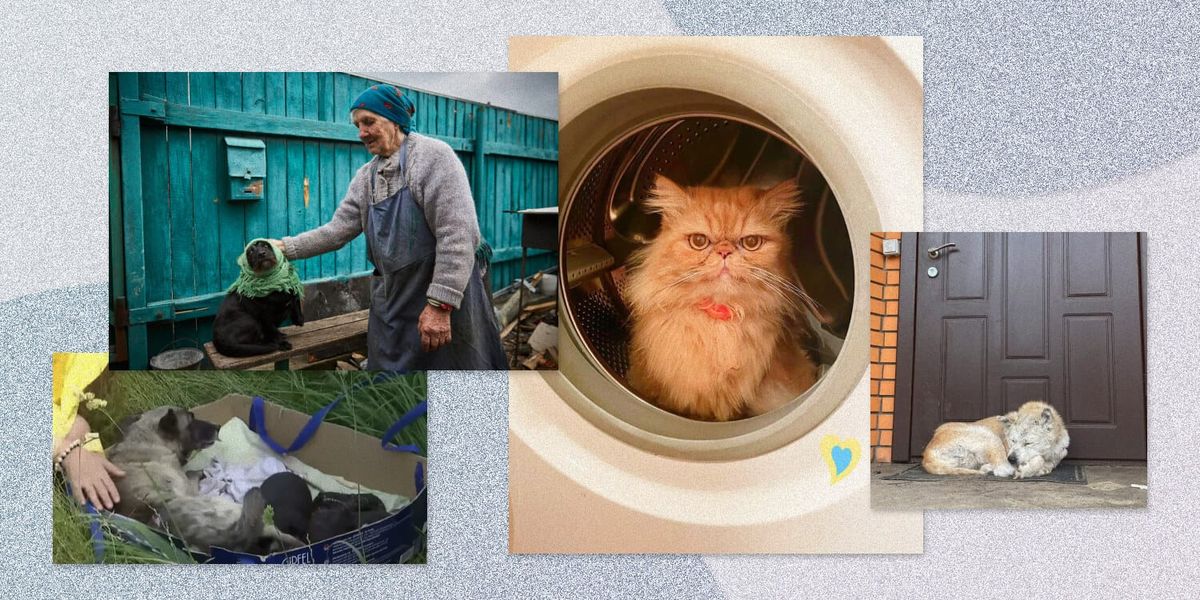 Кошка, которая два месяца прожила без еды и воды в разрушенном доме, дождалась свою хозяйку