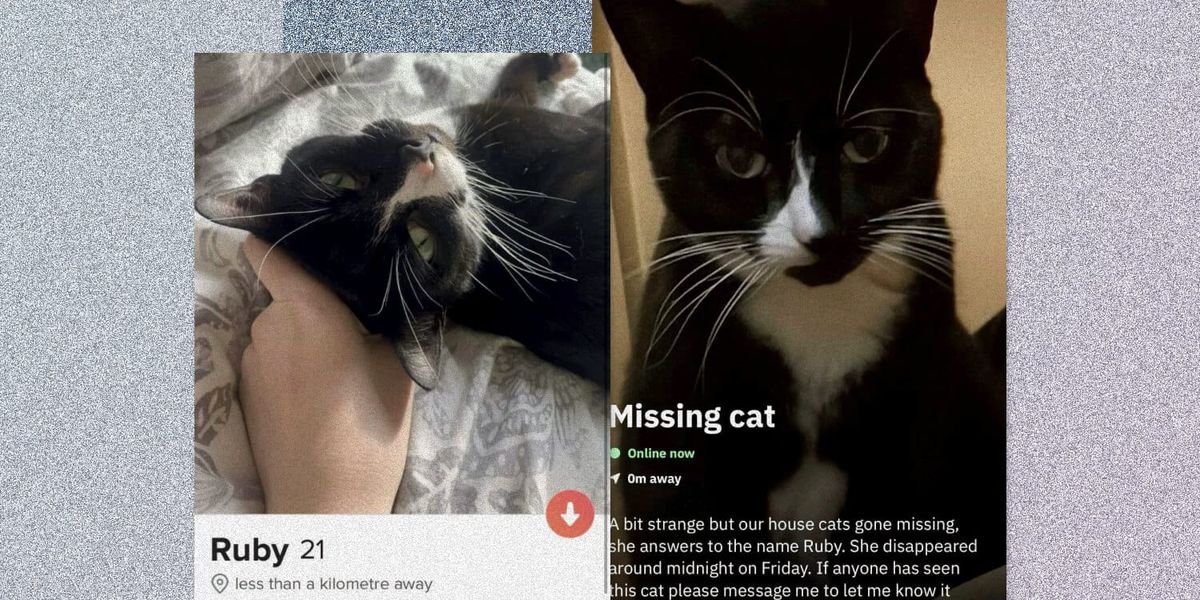 Девушка создала своей пропавшей кошке профили в Tinder и Grindr. Пользователи помогали ее искать