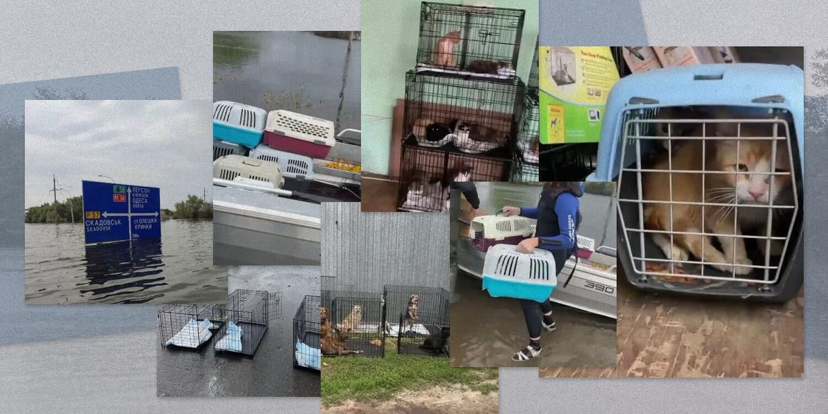 Волонтерка неделю спасала животных в затопленном городе