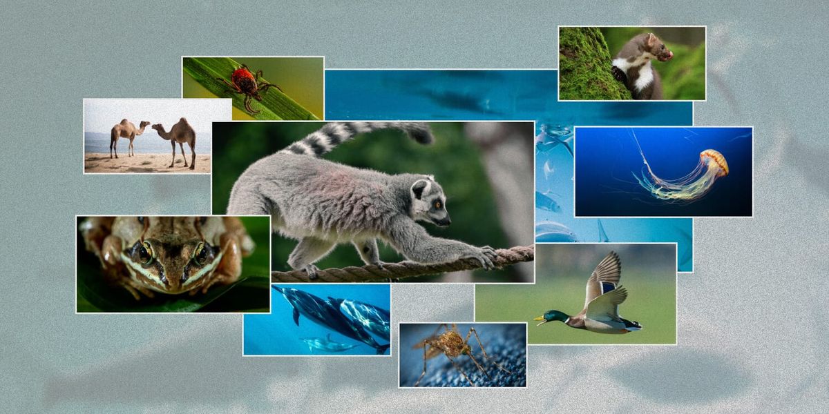 Коллаж: фотографии диких животных. Тест. Факты о животных