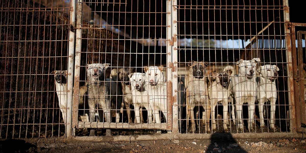 Собачья ферма в Южной Корее. В Южной Корее запретят есть собак