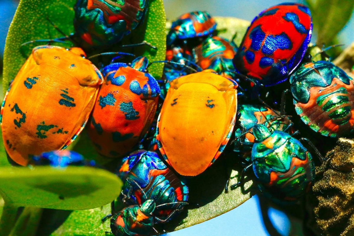 Массовая гибель насекомых ведет к катастрофе