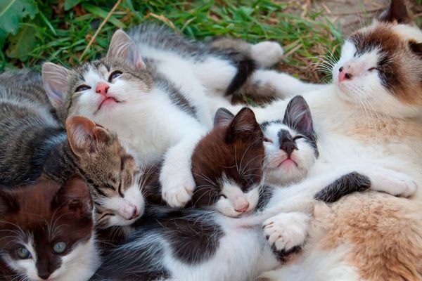 Котики