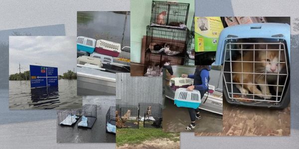 Волонтерка неделю спасала животных в затопленном городе