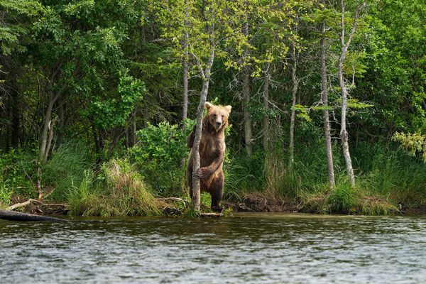 Женщины выбирают медведей вместо мужчин