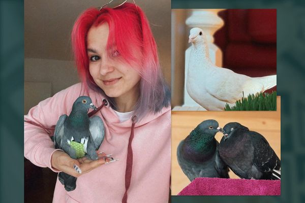 Я спасла шестерых голубей и теперь живу с ними
