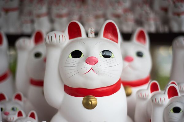 История отношений человека и кошки