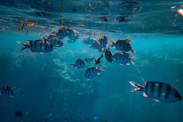 Моря и океаны превратились в бомбу замедленного действия