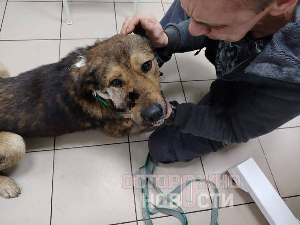 СМИ: неизвестные расстреляли двух собак и избили их хозяина в Подмосковье