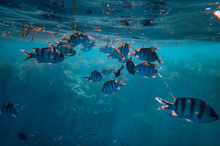 Моря и океаны превратились в бомбу замедленного действия
