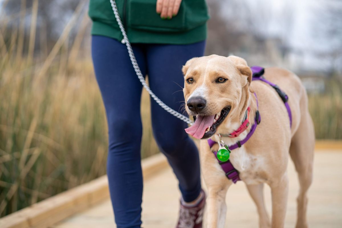 2026 Pet Reimbursement — What PCS Families Are Leaving on the Table