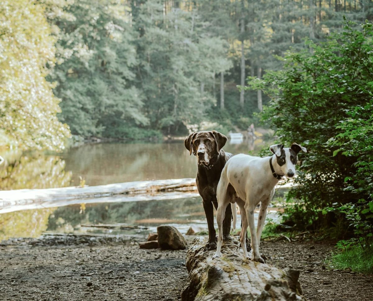 Pet Friendly Housing Near Military Bases: What You Need to Know Before Your Next PCS