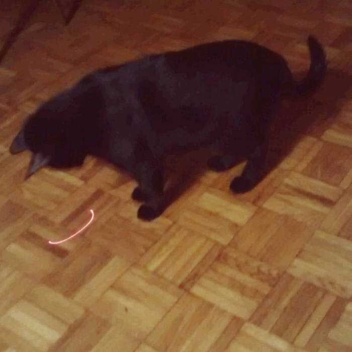Picture of a cat looking at a laser