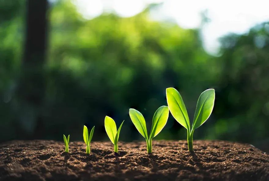 A seed growing into a green plant