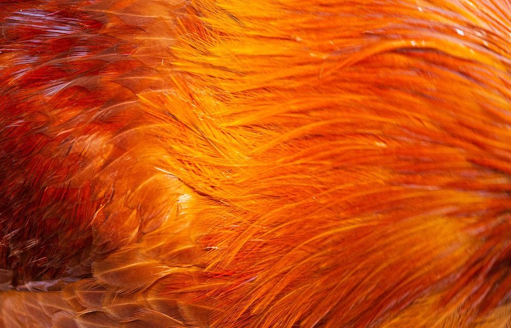 Taylor Swift: The Fonts of a Showgirl