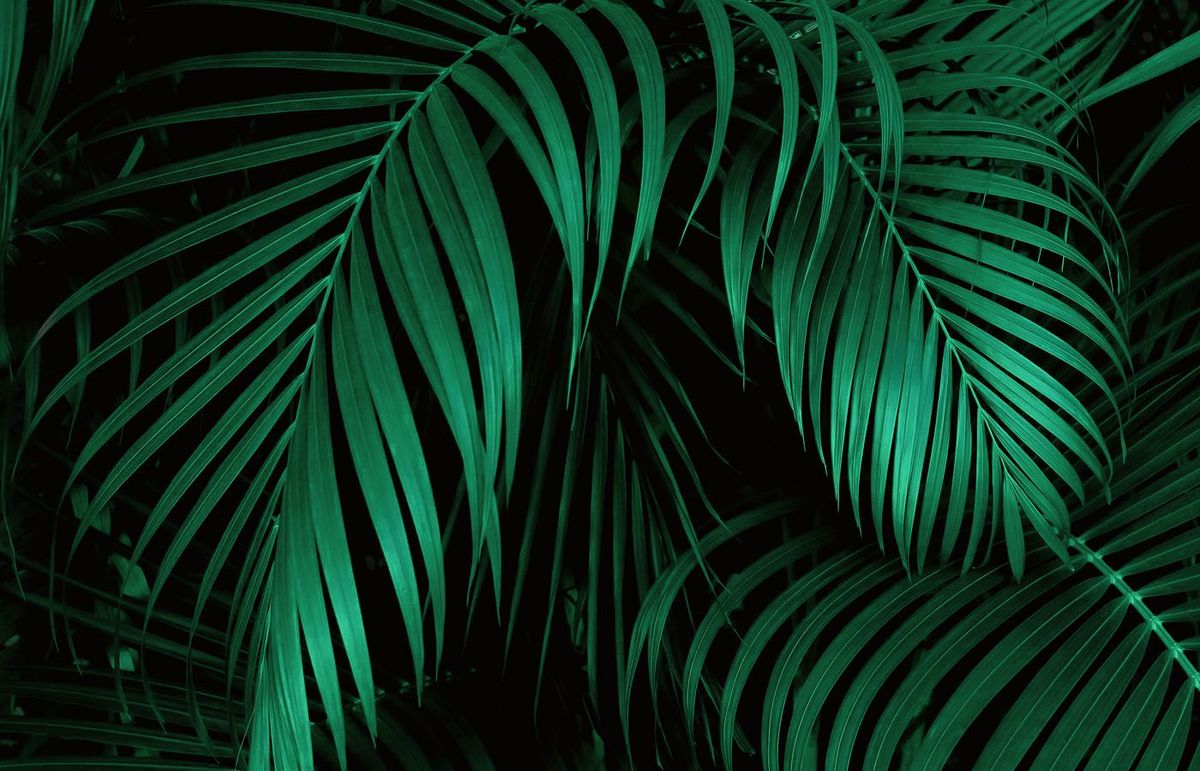 Fonts for Plant Stores