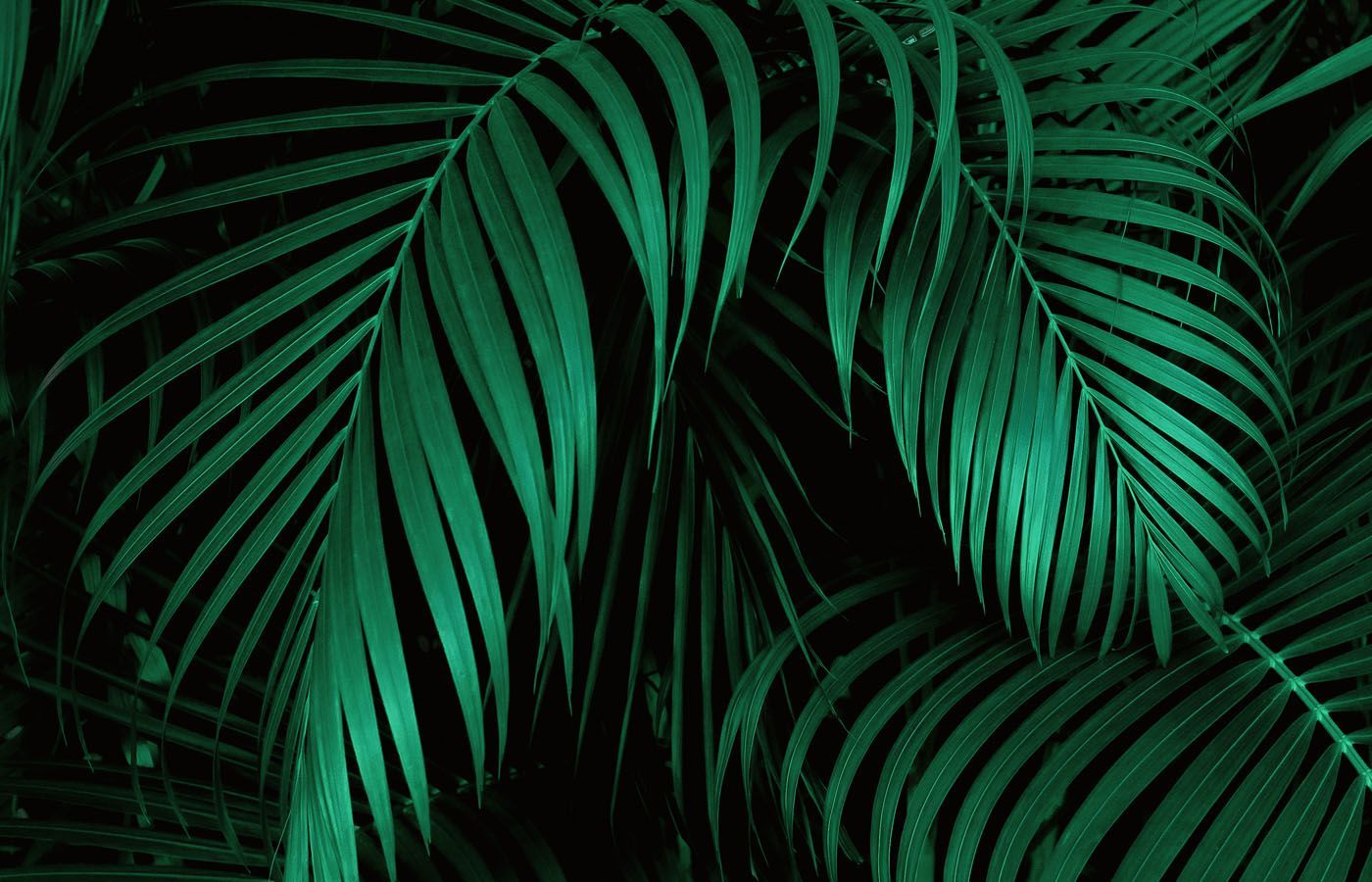 Fonts for Plant Stores