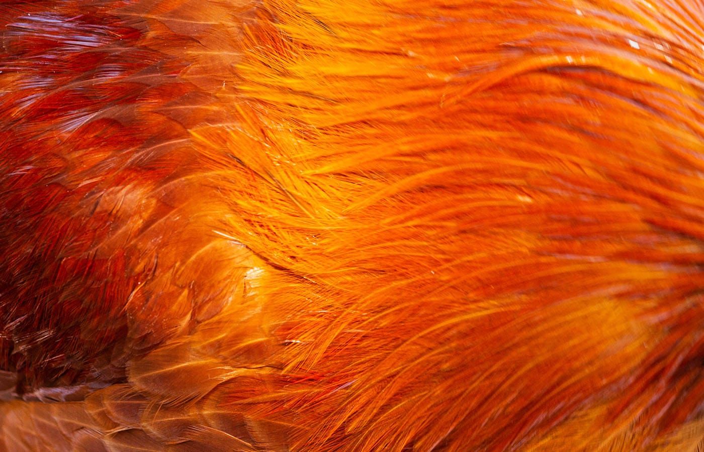 Taylor Swift: The Fonts of a Showgirl