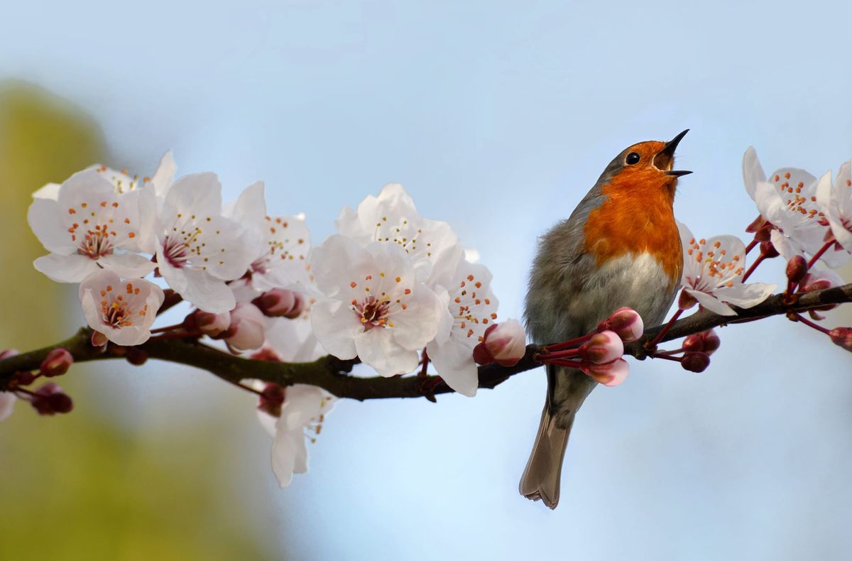 Quail Run Circle Newsletter – April 2026