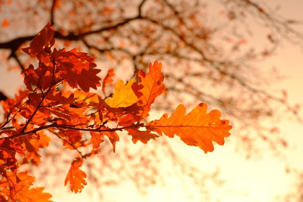 Quail Run Circle Newsletter – September 2026