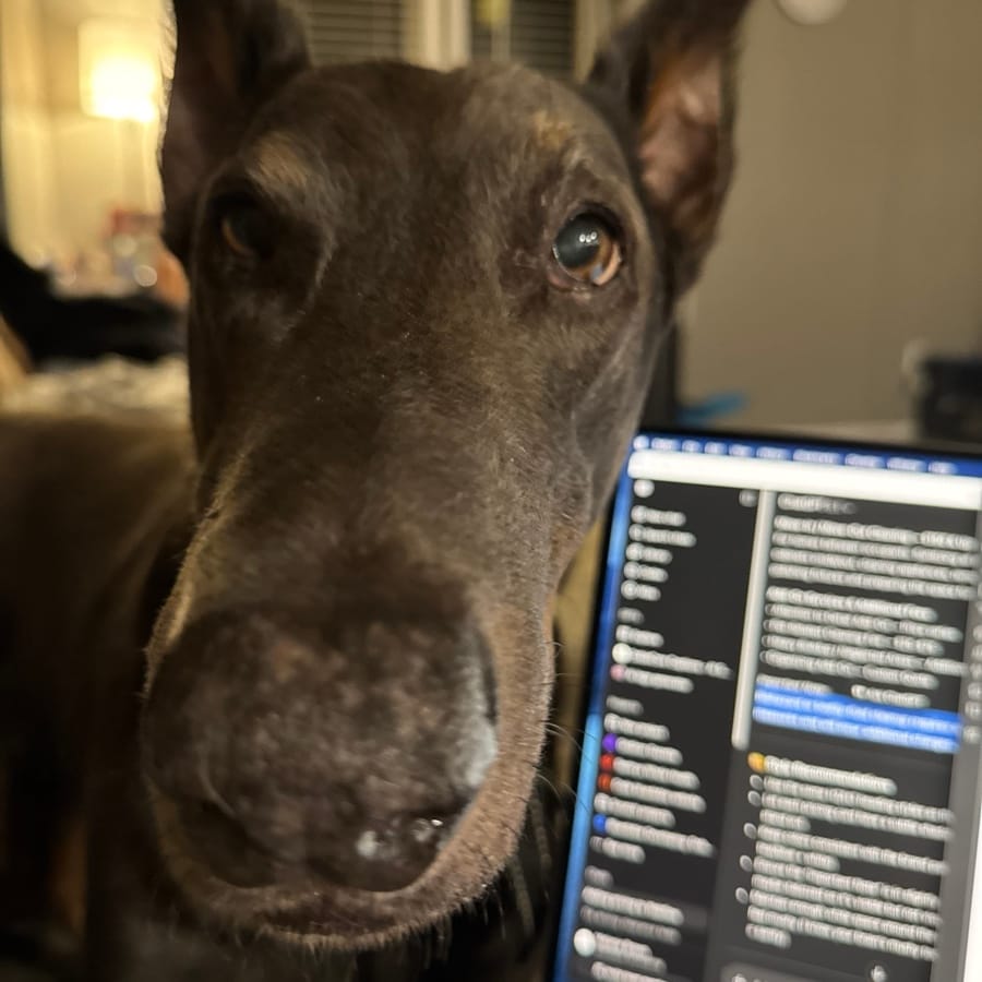 Sabre, a blue Doberman, close up beside a laptop