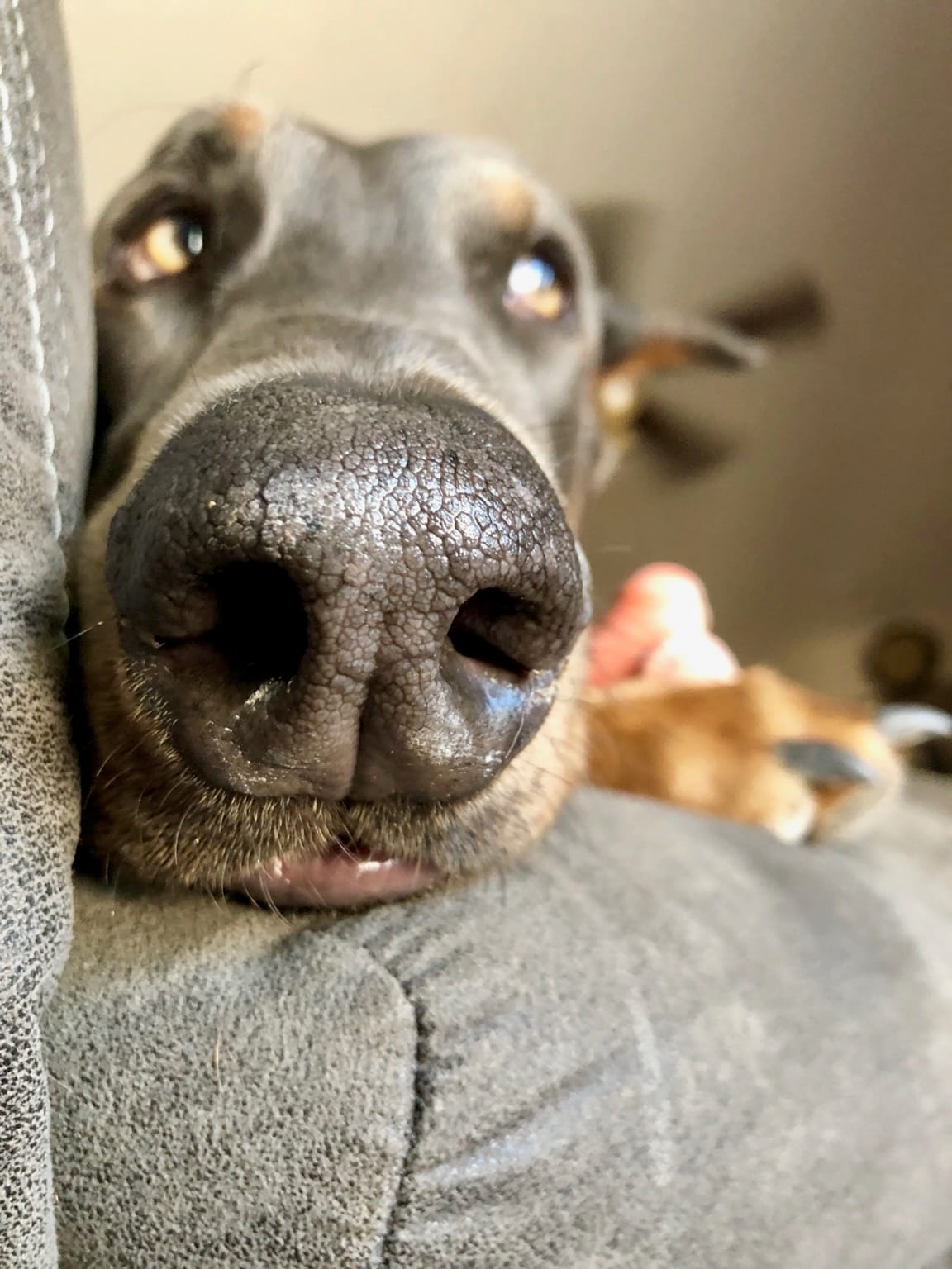 Close-up of Sabre resting on the couch, his nose filling the foreground.
