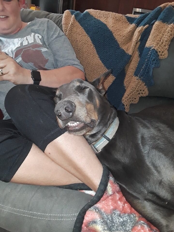 Sabre, an older blue Doberman, sleeps with his head resting on a person's lap on the couch.