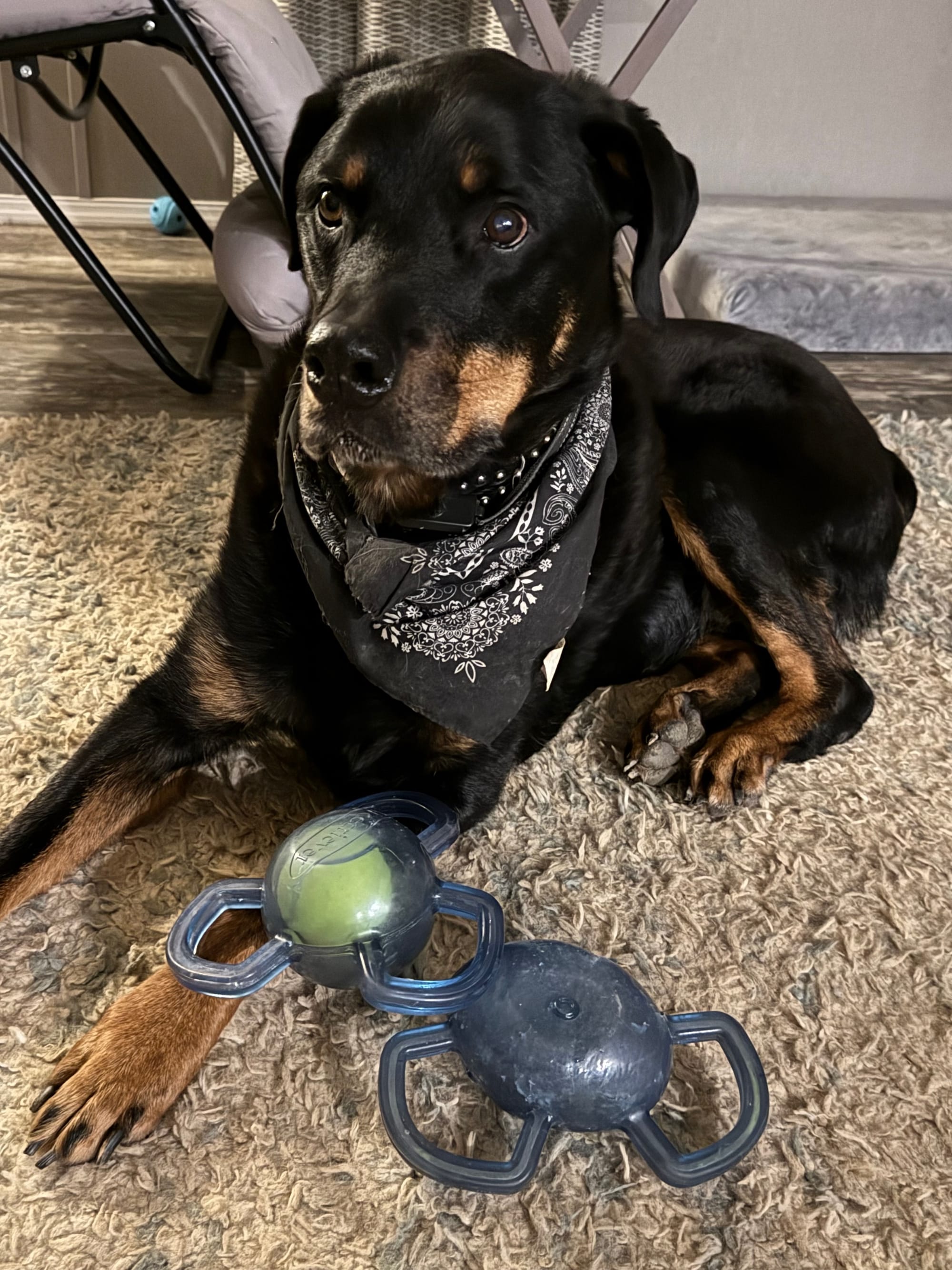 Zeke, a black-and-tan Rottweiler, rests on a rug beside his toys.