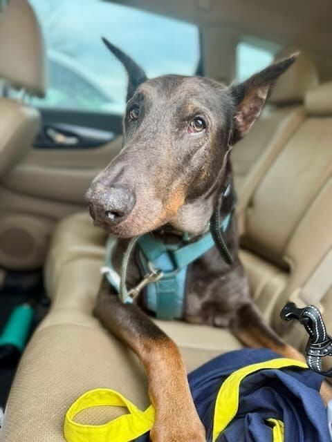 a blue Doberman Pinscher, Sabre, lying in the back seat of a car, facing the camera and looking directly at the camera