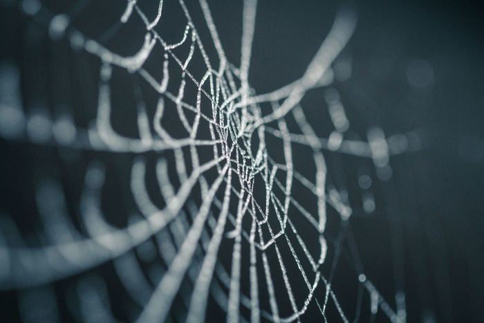 A frost-covered spider web forms a fine node-and-line network against a soft desaturated grey background, with no spider visible.