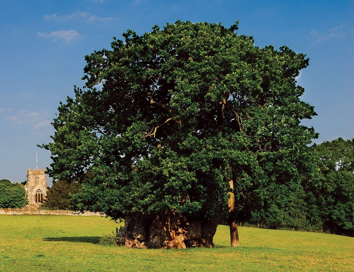 Wyndham’s Oak